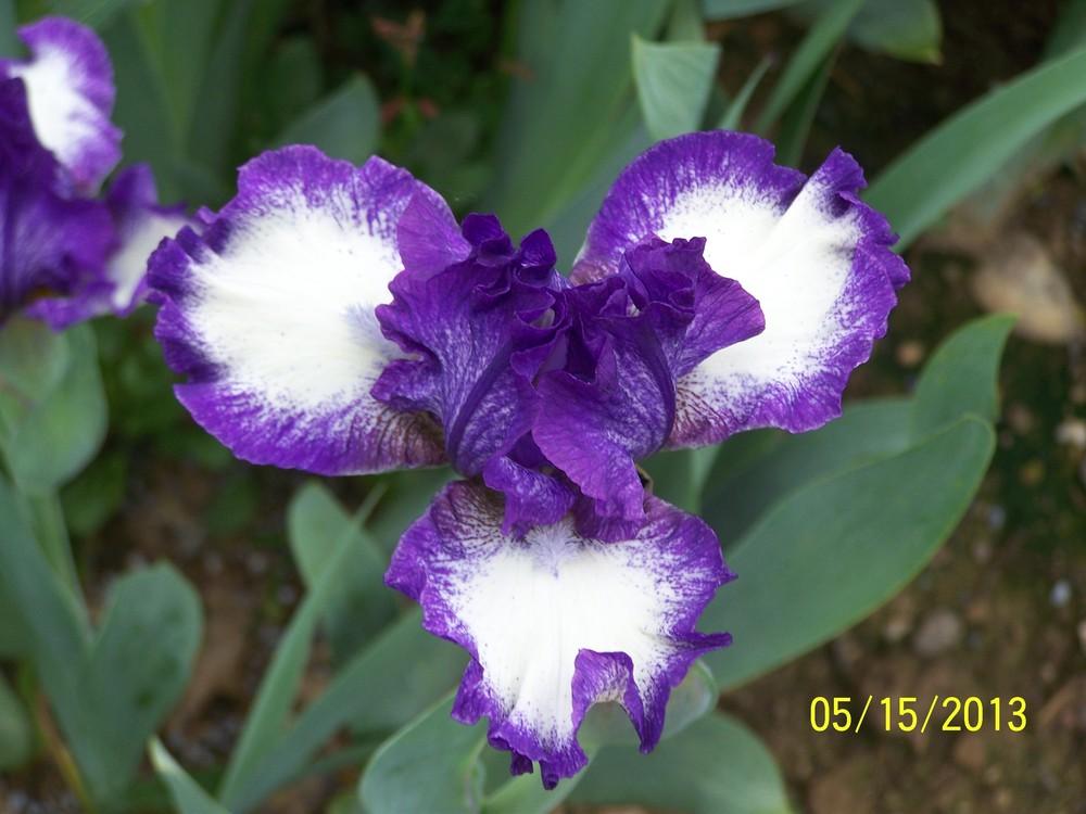 Photo of Intermediate Bearded Iris (Iris 'Cee Jay') uploaded by Misawa77
