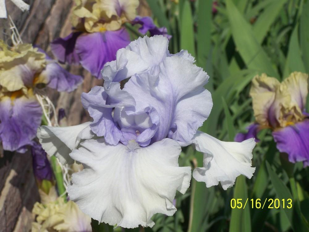 Photo of Tall Bearded Iris (Iris 'Charlie's Cloud') uploaded by Misawa77