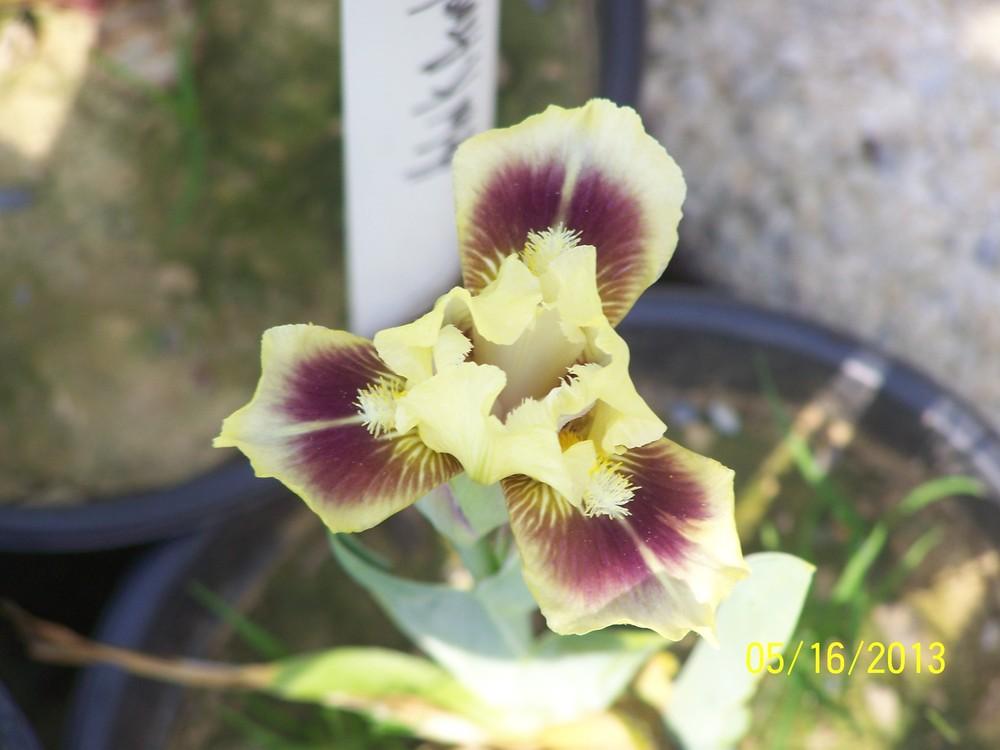 Photo of Standard Dwarf Bearded Iris (Iris 'Pippi Longstockings') uploaded by Misawa77