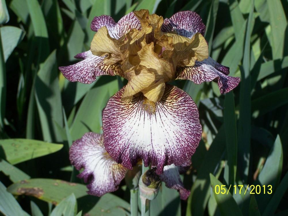 Photo of Tall Bearded Iris (Iris 'Tennessee Woman') uploaded by Misawa77