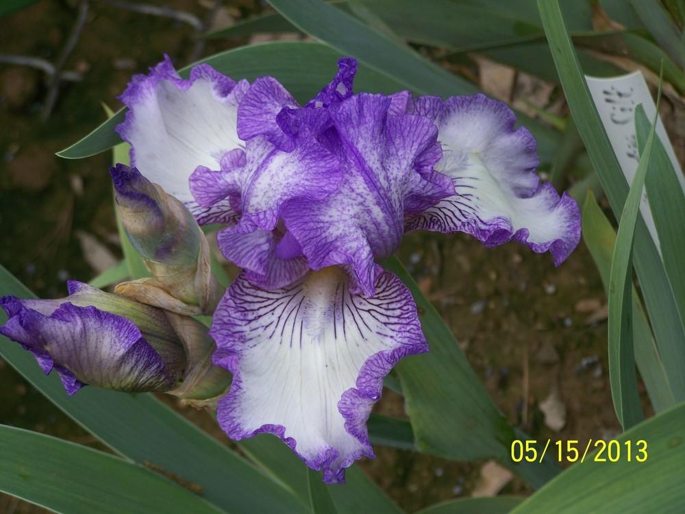Photo of Tall Bearded Iris (Iris 'Earl of Essex') uploaded by Misawa77