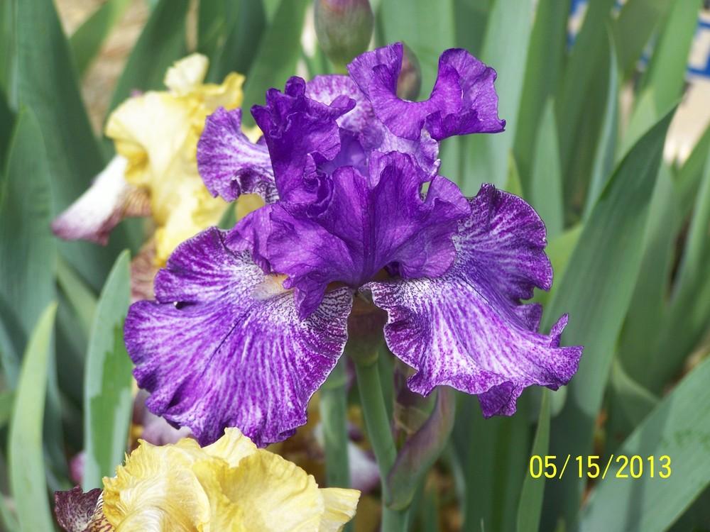 Photo of Tall Bearded Iris (Iris 'Claudia Barton Blair') uploaded by Misawa77