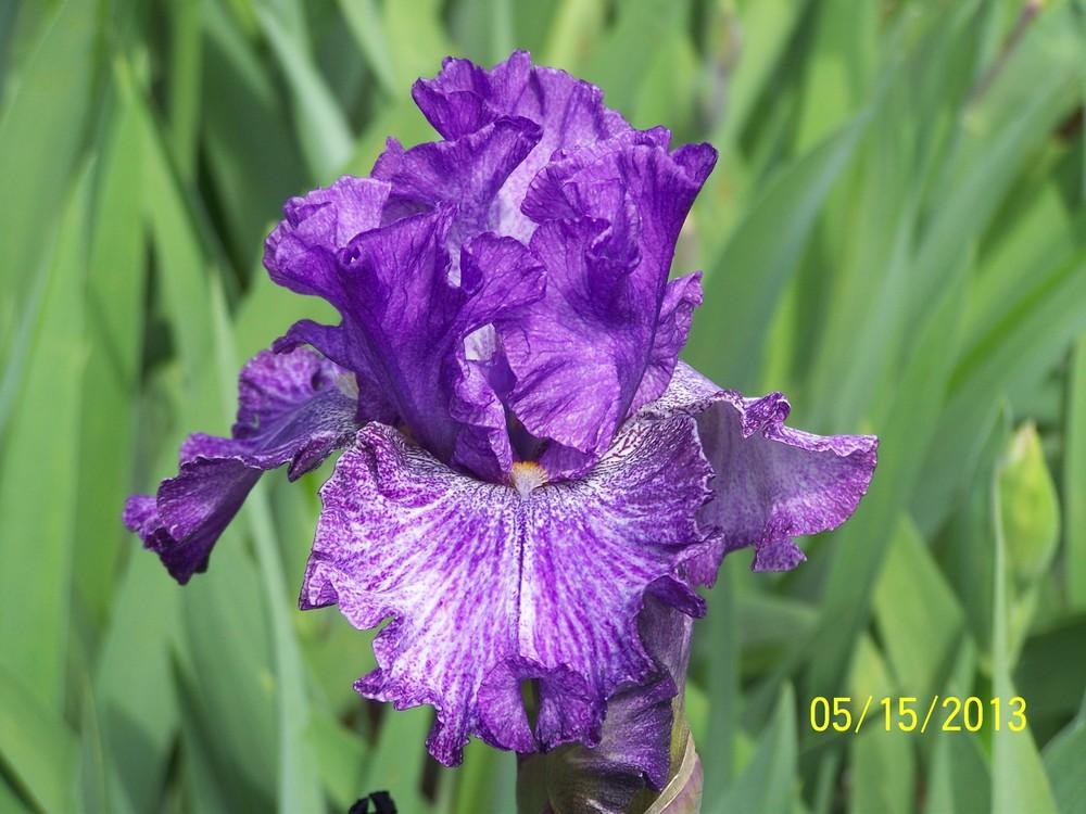 Photo of Tall Bearded Iris (Iris 'Claudia Barton Blair') uploaded by Misawa77