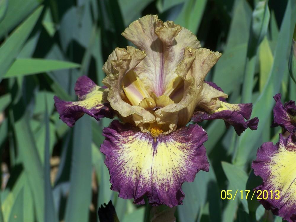 Photo of Tall Bearded Iris (Iris 'Exactitude') uploaded by Misawa77