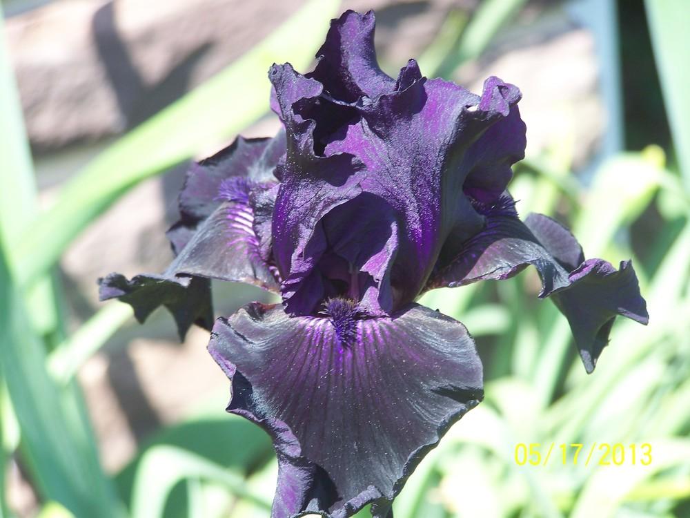 Photo of Tall Bearded Iris (Iris 'Ozark Rebounder') uploaded by Misawa77