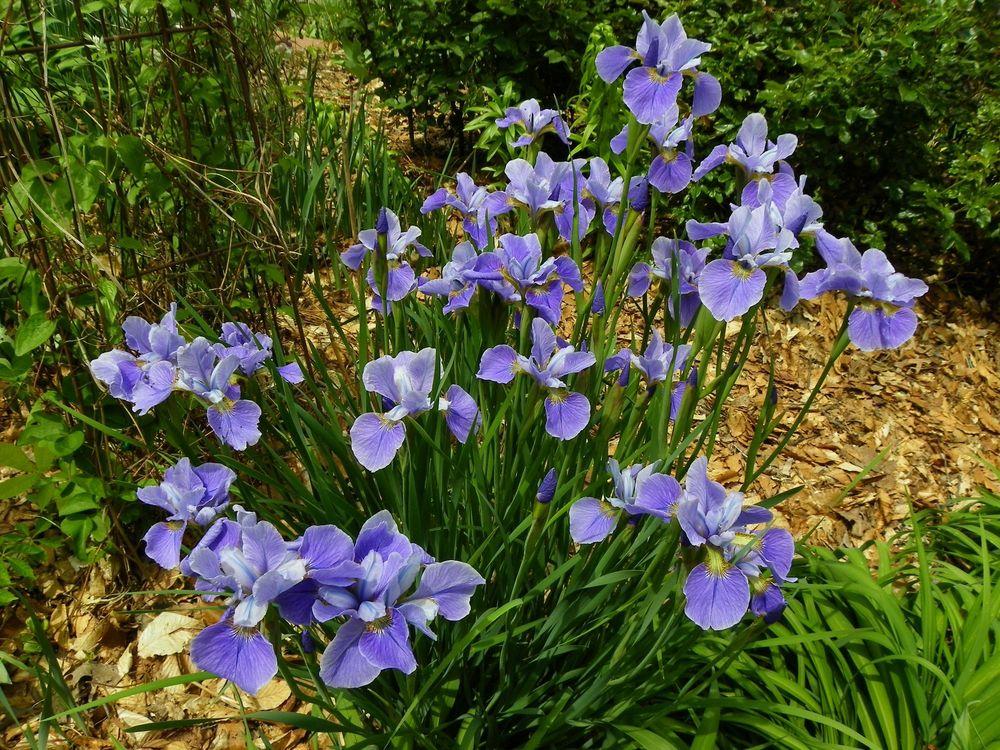 Photo of Siberian Iris (Iris 'China Spring') uploaded by Newyorkrita