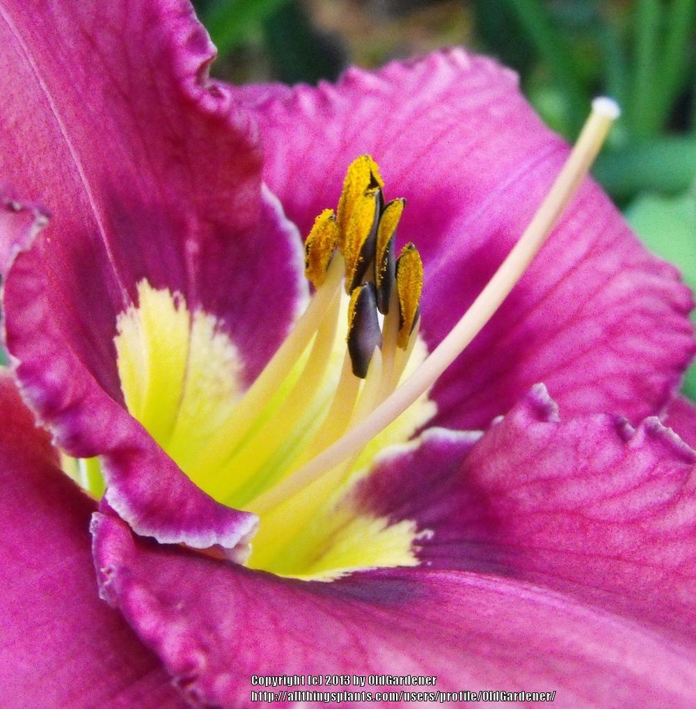 Photo of Daylily (Hemerocallis 'Catcher in the Eye') uploaded by OldGardener