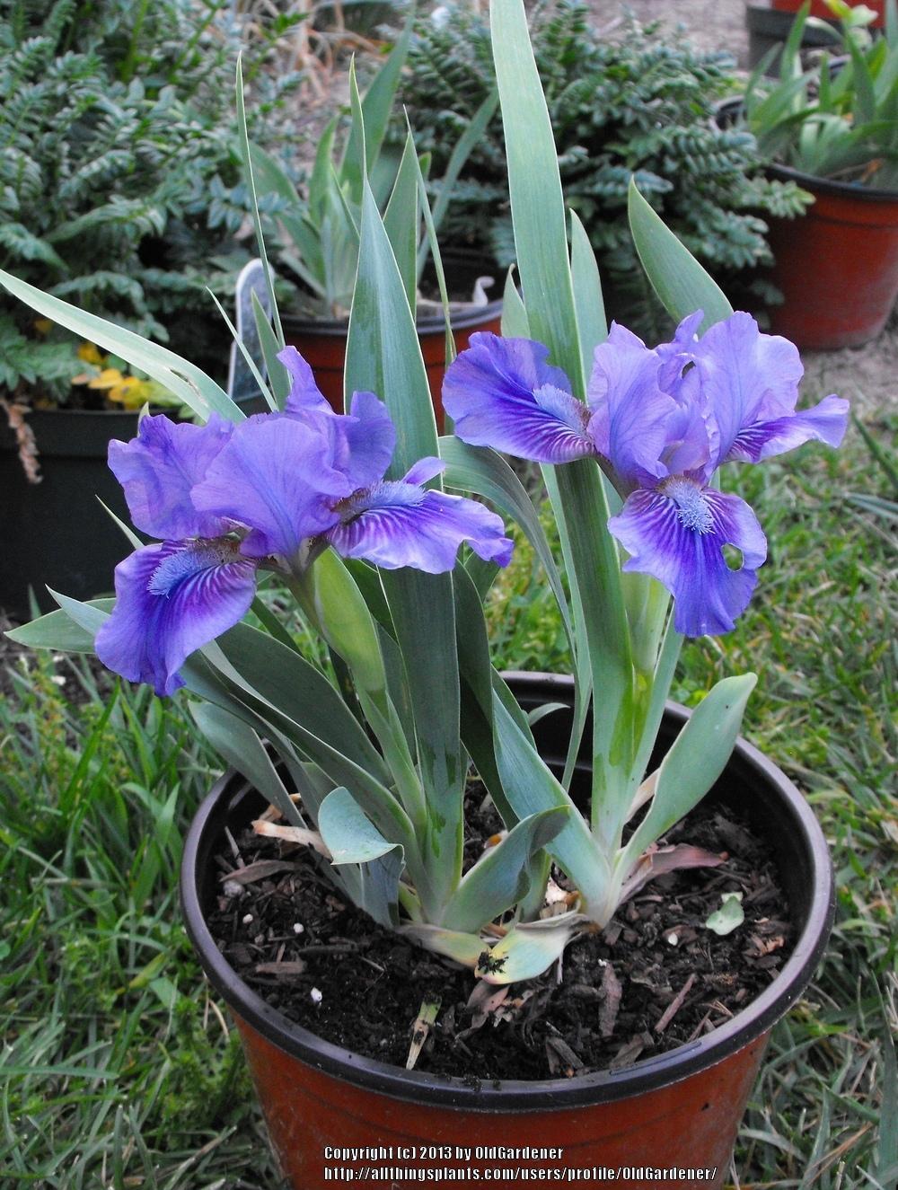 Photo of Irises (Iris) uploaded by OldGardener