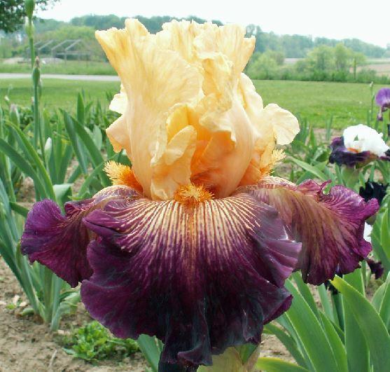 Photo of Tall Bearded Iris (Iris 'Doctor Who') uploaded by diggit