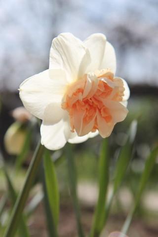 Photo of Double Daffodil (Narcissus 'Delnashaugh') uploaded by ninell