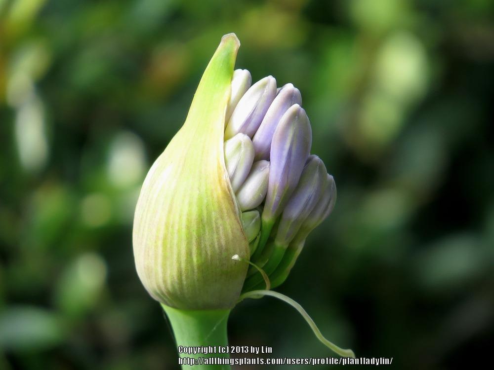 Photo of Lily of the Nile (Agapanthus africanus) uploaded by plantladylin