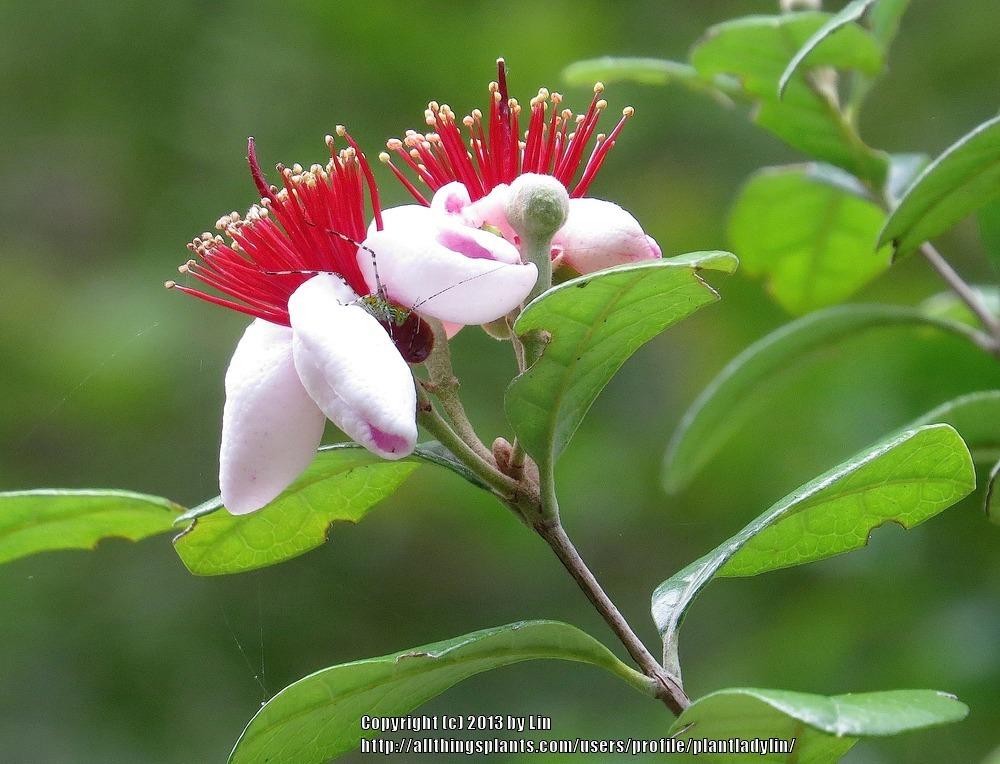Photo of Pineapple Guava (Feijoa sellowiana) uploaded by plantladylin