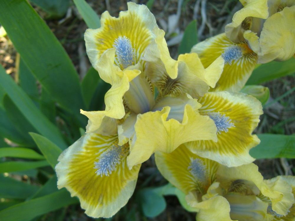 Photo of Standard Dwarf Bearded Iris (Iris 'Little Sighs') uploaded by tveguy3