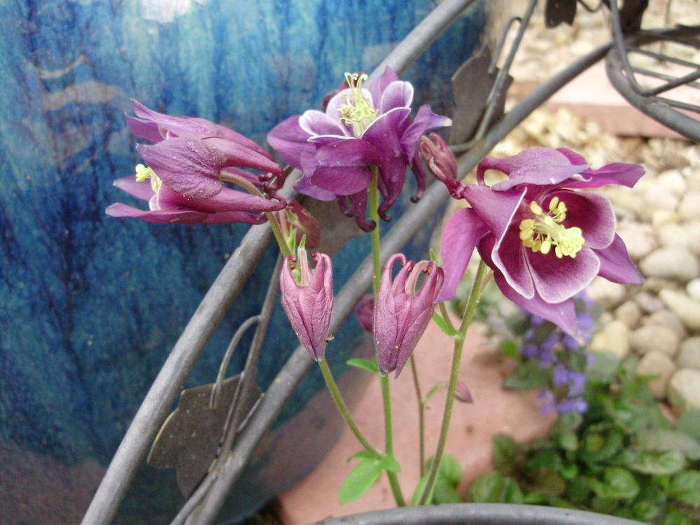 Photo of Columbines (Aquilegia) uploaded by CDsSister