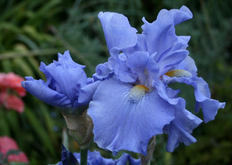 Photo of Tall Bearded Iris (Iris 'Baja Blue') uploaded by Calif_Sue