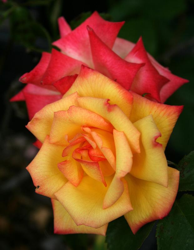 Photo of Rose (Rosa 'Solar Flair') uploaded by Calif_Sue
