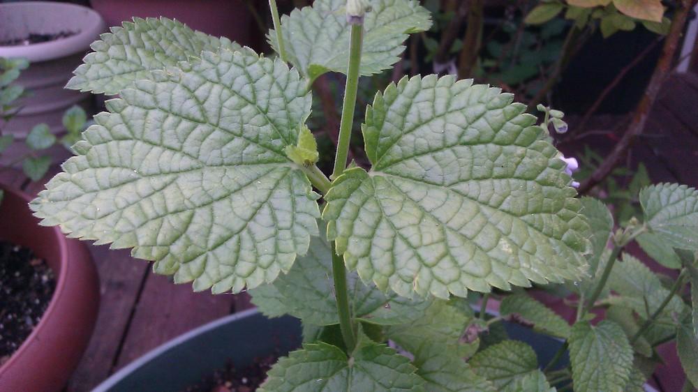 Photo of Heart Leaf Sage (Salvia cardiophylla) uploaded by Gerris2