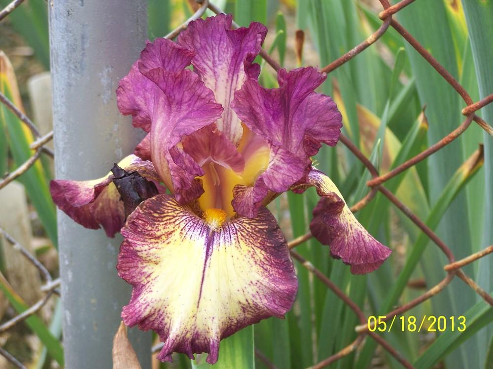 Photo of Tall Bearded Iris (Iris 'Innocent Star') uploaded by Misawa77