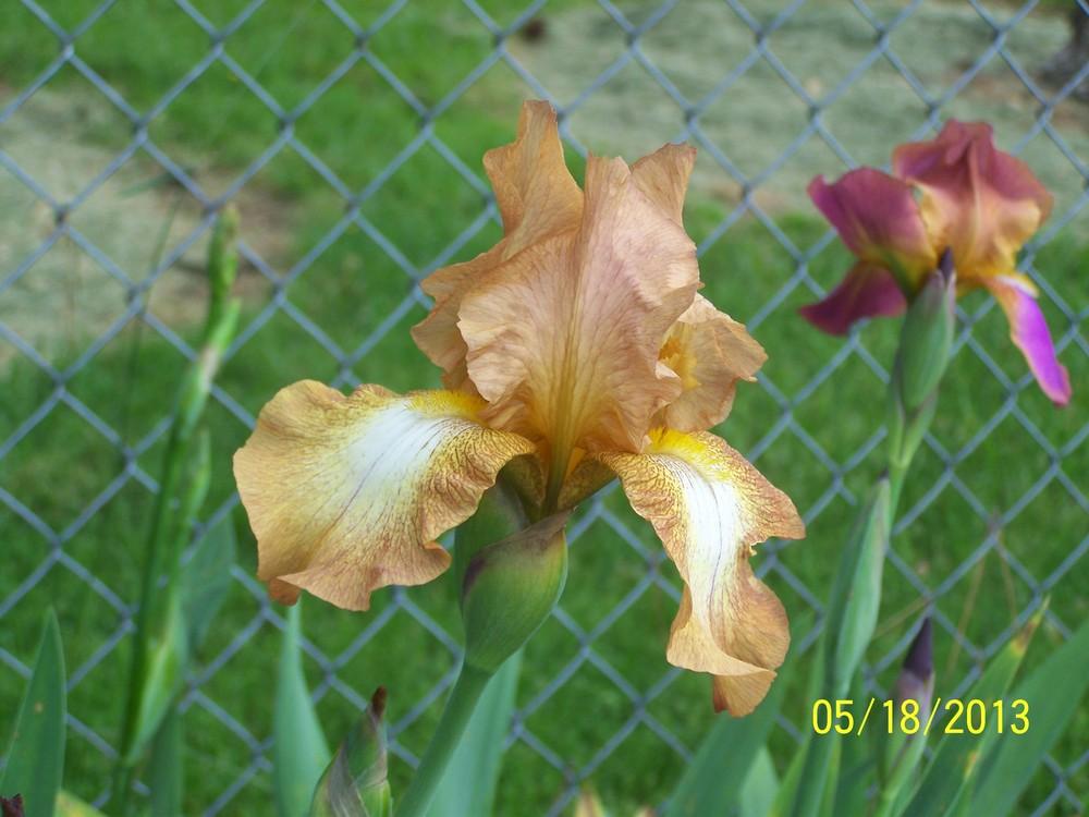 Photo of Tall Bearded Iris (Iris 'Chinquapin') uploaded by Misawa77