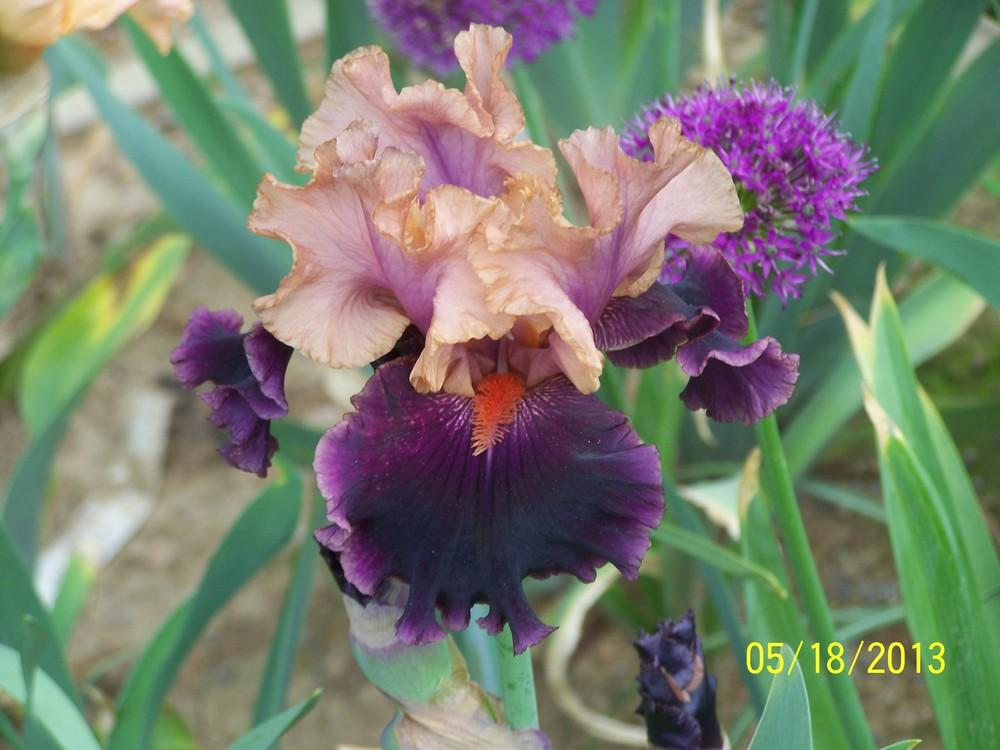 Photo of Tall Bearded Iris (Iris 'Naples') uploaded by Misawa77
