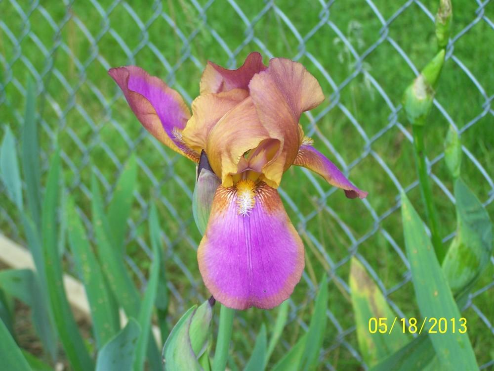 Photo of Tall Bearded Iris (Iris 'Doctor Moody') uploaded by Misawa77
