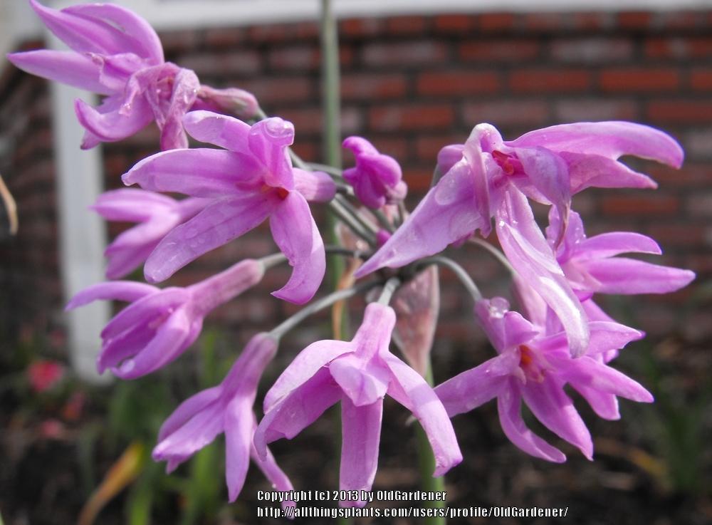 Photo of Society Garlic (Tulbaghia violacea) uploaded by OldGardener