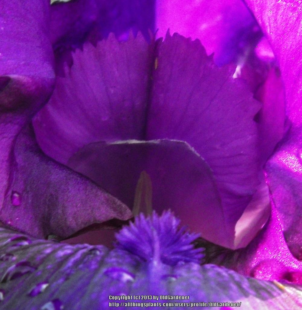 Photo of Tall Bearded Iris (Iris 'Rosalie Figge') uploaded by OldGardener