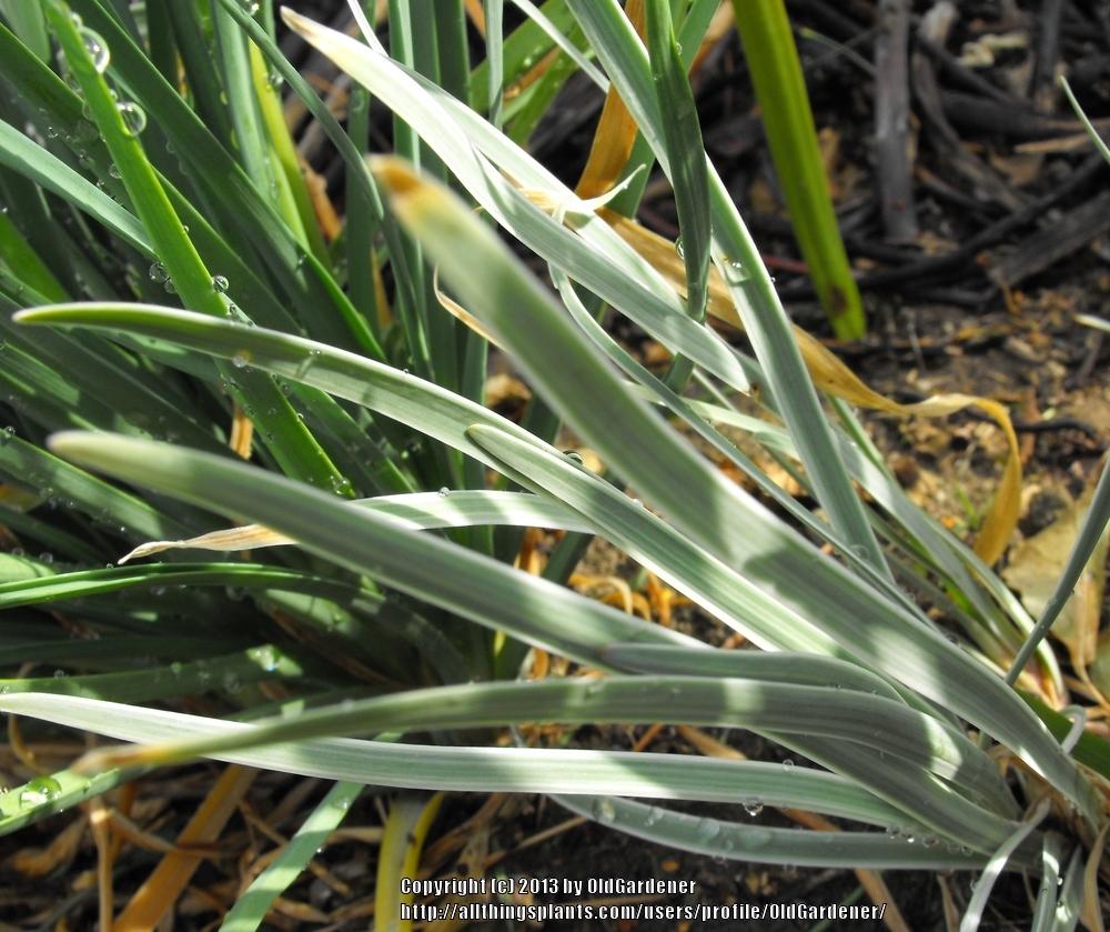 Photo of Variegated Society Garlic (Tulbaghia violacea 'Silver Lace') uploaded by OldGardener