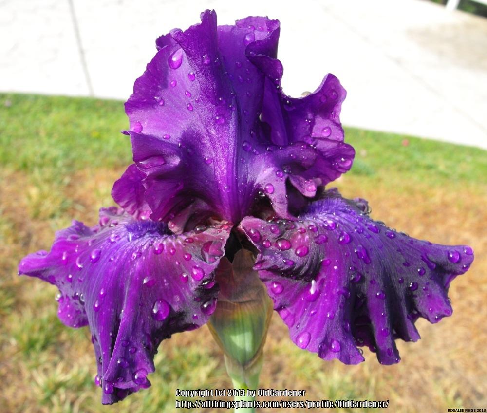 Photo of Tall Bearded Iris (Iris 'Rosalie Figge') uploaded by OldGardener
