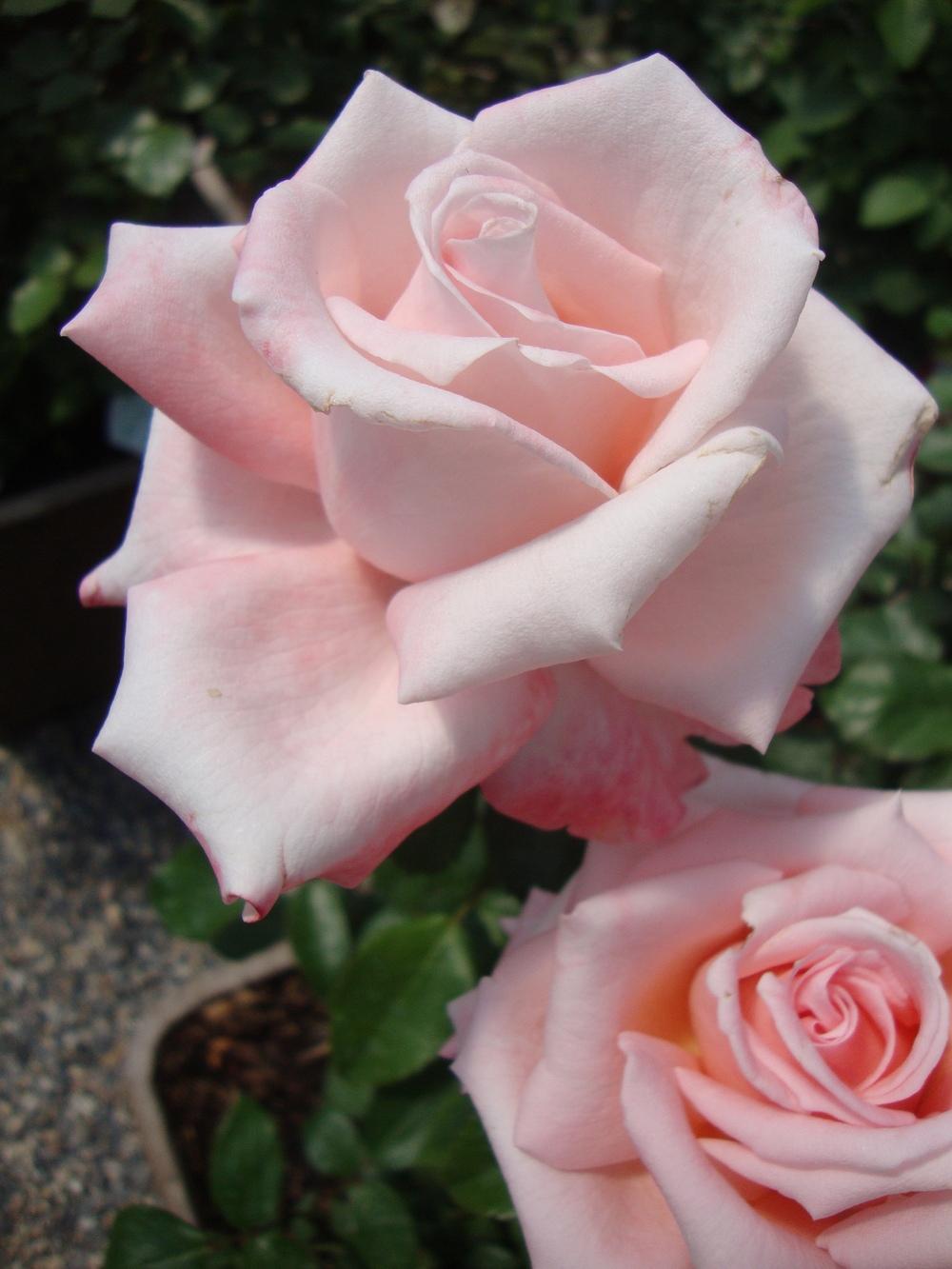 Photo of Rose (Rosa 'New Zealand') uploaded by Paul2032