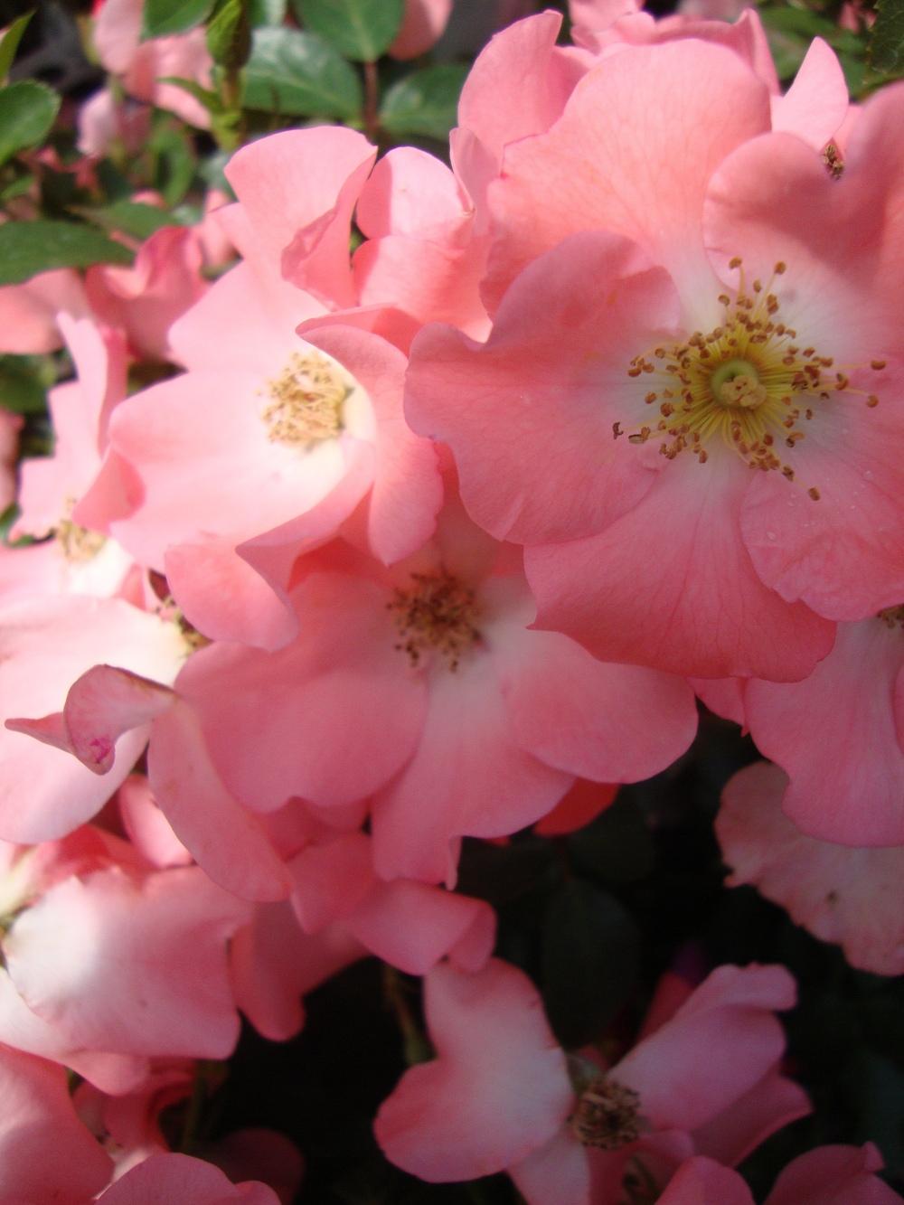 Photo of Groundcover Rose (Rosa 'Flower Carpet Coral') uploaded by Paul2032