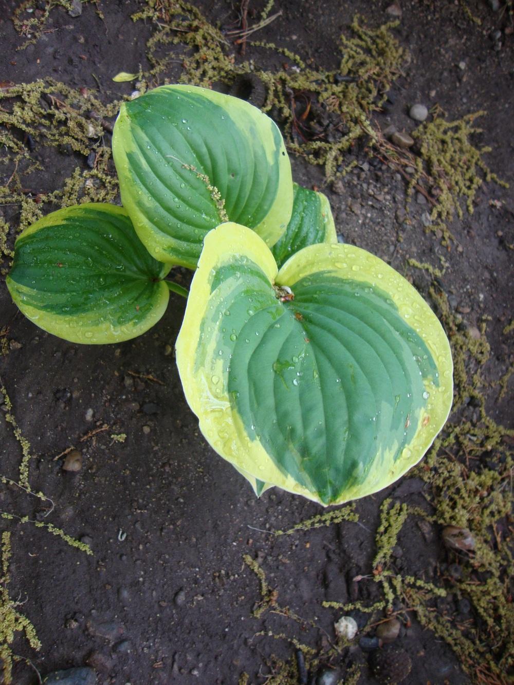 Photo of Hosta 'Fragrant Queen' uploaded by Paul2032