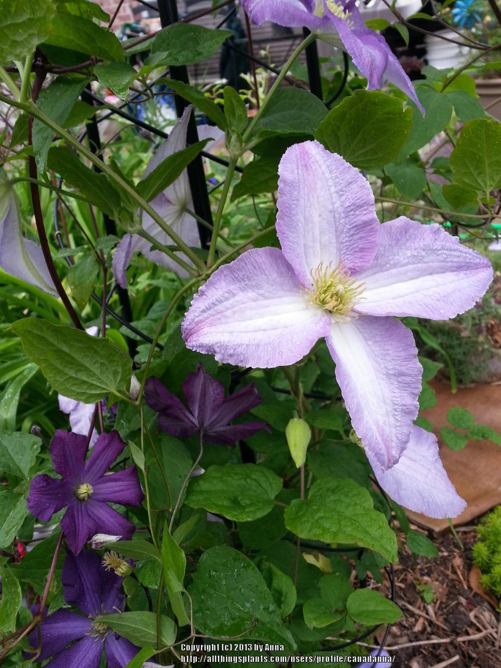 Photo of Clematis 'Dominika' uploaded by canadanna
