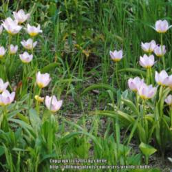 Location: My Northeastern Indiana Gardens - Zone 5b
Date: 2013-05-16