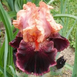 Location: Indiana
Date: May 18,2013
Some Like It Hot tall bearded iris