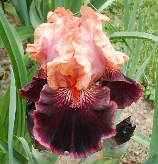 Photo of Tall Bearded Iris (Iris 'Some Like It Hot') uploaded by diggit