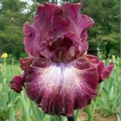 Psychic Reader  tall bearded iris