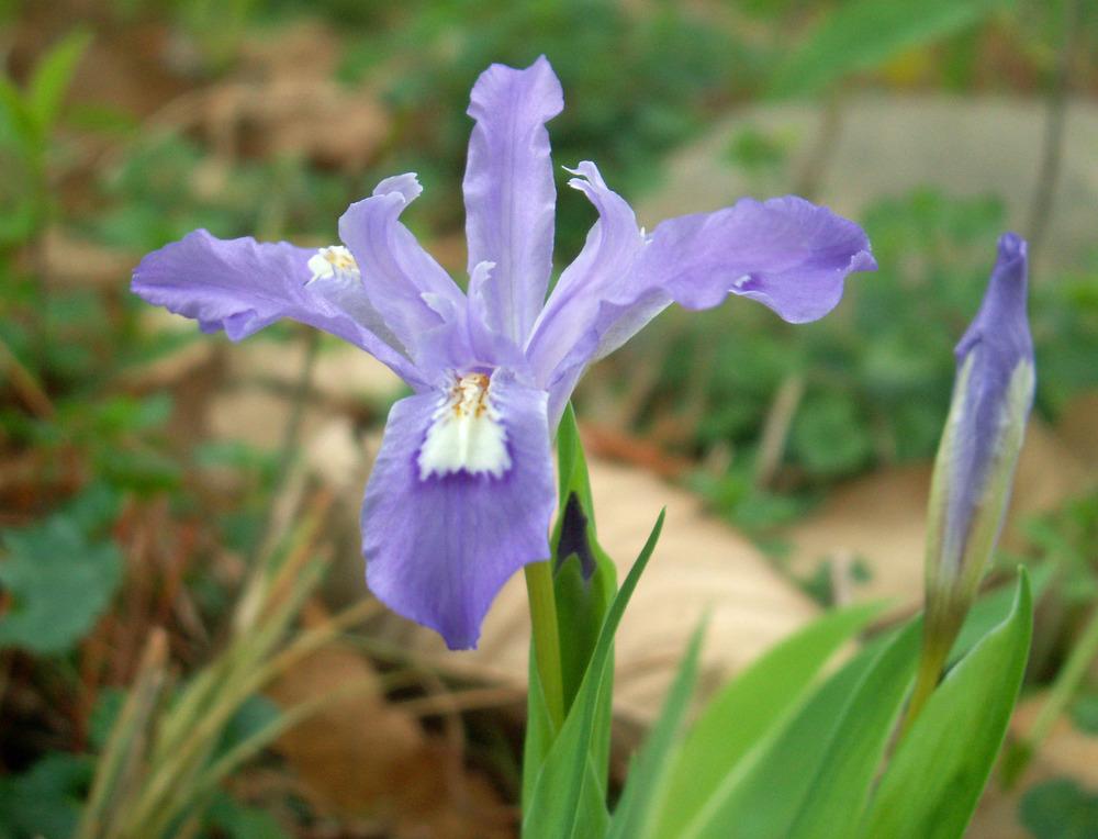 Photo of Species Iris (Iris cristata) uploaded by diggit