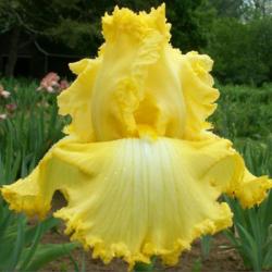 Location: Indiana
Date: May 18, 2013
Ritzy tall bearded iris