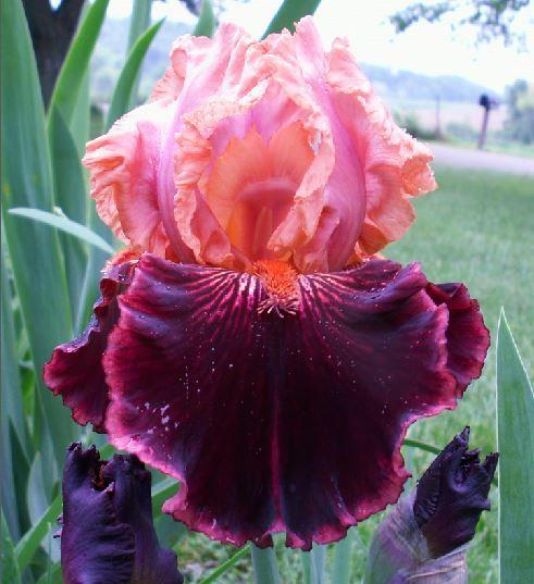 Photo of Tall Bearded Iris (Iris 'Some Like It Hot') uploaded by diggit