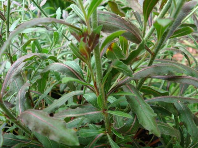 Photo of Appleblossom Grass (Oenothera lindheimeri 'Passionate Rainbow') uploaded by flaflwrgrl