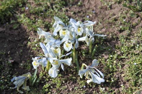 Photo of Reticulated Iris (Iris histrioides) uploaded by ninell