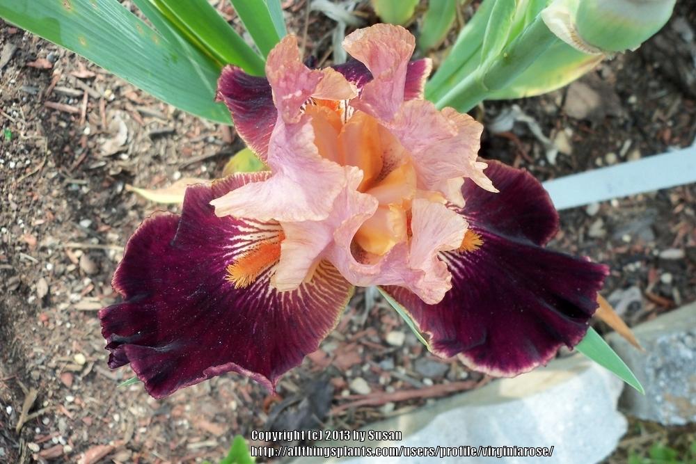 Photo of Irises (Iris) uploaded by virginiarose