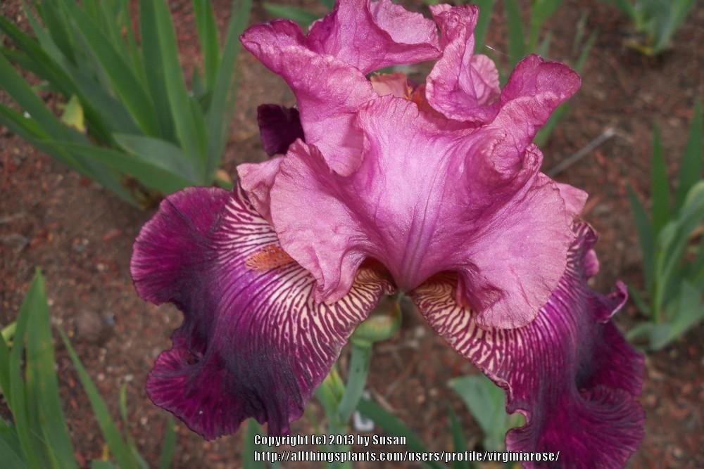 Photo of Irises (Iris) uploaded by virginiarose