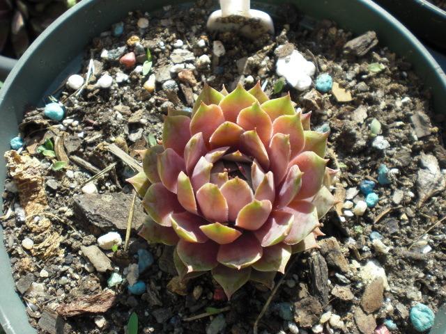 Photo of Hen and Chicks (Sempervivum 'Lilac Time') uploaded by Cahac