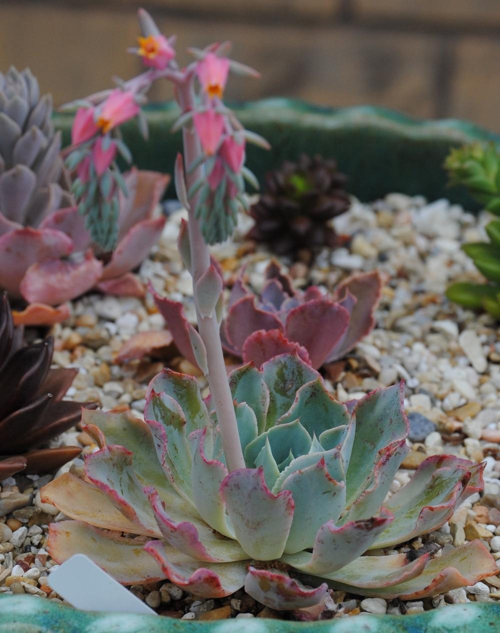Photo of Echeveria 'Blue Frills' uploaded by Moonhowl
