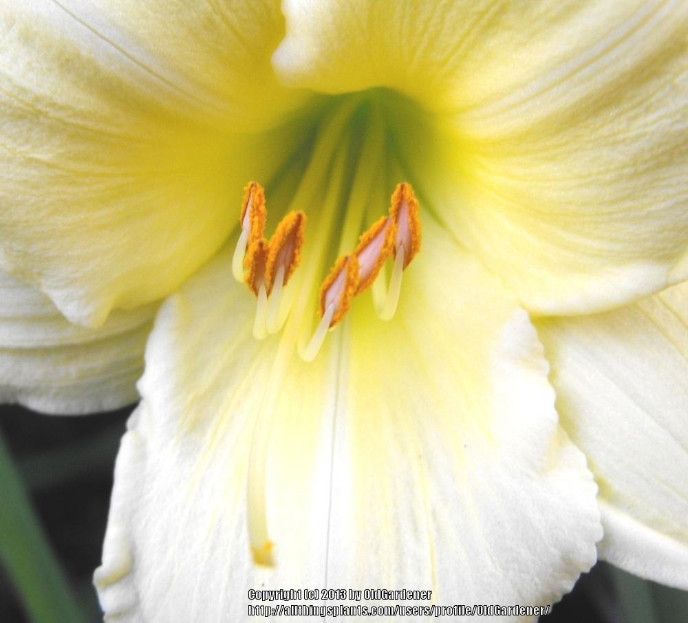 Photo of Daylily (Hemerocallis 'Fragrant Treasure') uploaded by OldGardener