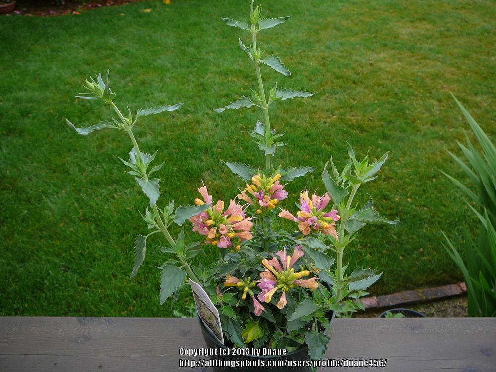 Photo of Mexican Hyssop (Agastache 'Grapefruit Nectar') uploaded by duane456