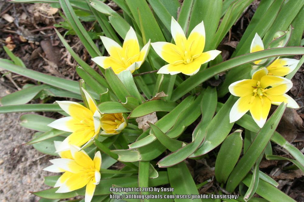 Photo of Tarda Tulip (Tulipa urumiensis) uploaded by 4susiesjoy
