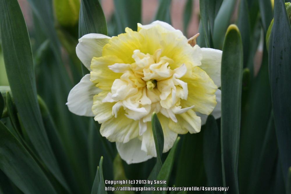 Photo of Double Daffodil (Narcissus 'Ice King') uploaded by 4susiesjoy
